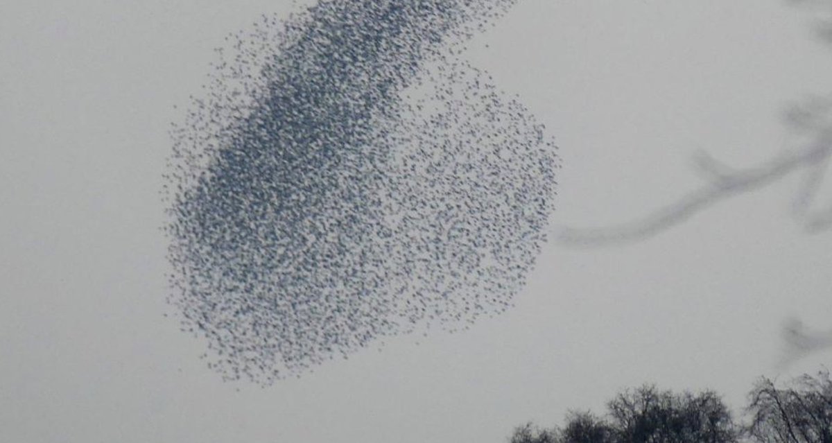 Forbes's tweet photo. What drone swarms are and why every military suddenly wants one: https://t.co/D8EwnqaaJz https://t.co/21BvgDOMvZ