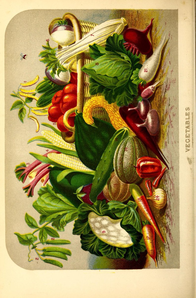 heatonmoorpark's tweet photo. Resources and the park: Special Collections of the National Agricultural Library @USDA_ARS has one of the world’s largest collections of nursery & seed trade catalogs, many of which have been digitized in #BHLib.....https://t.co/JHBBpsXTao #seeds #seedcatalogs (Images: BHL) https://t.co/7mUHrmSpnI