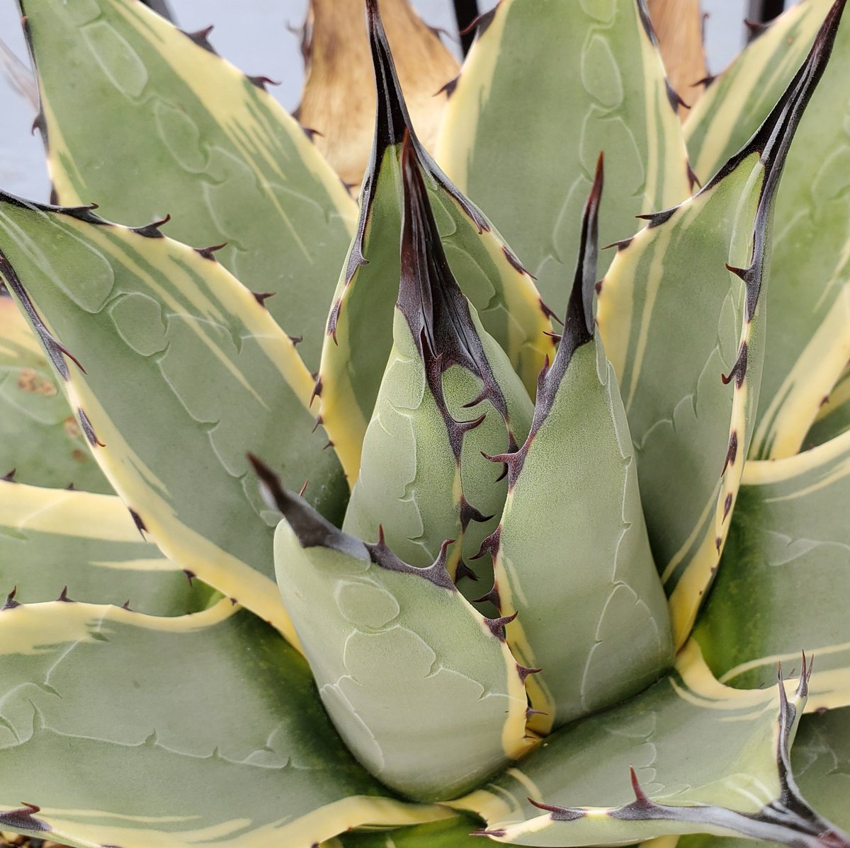 アガベ メリコ錦 英名はクリームスパイクと呼ばれるがメリコ錦の方が