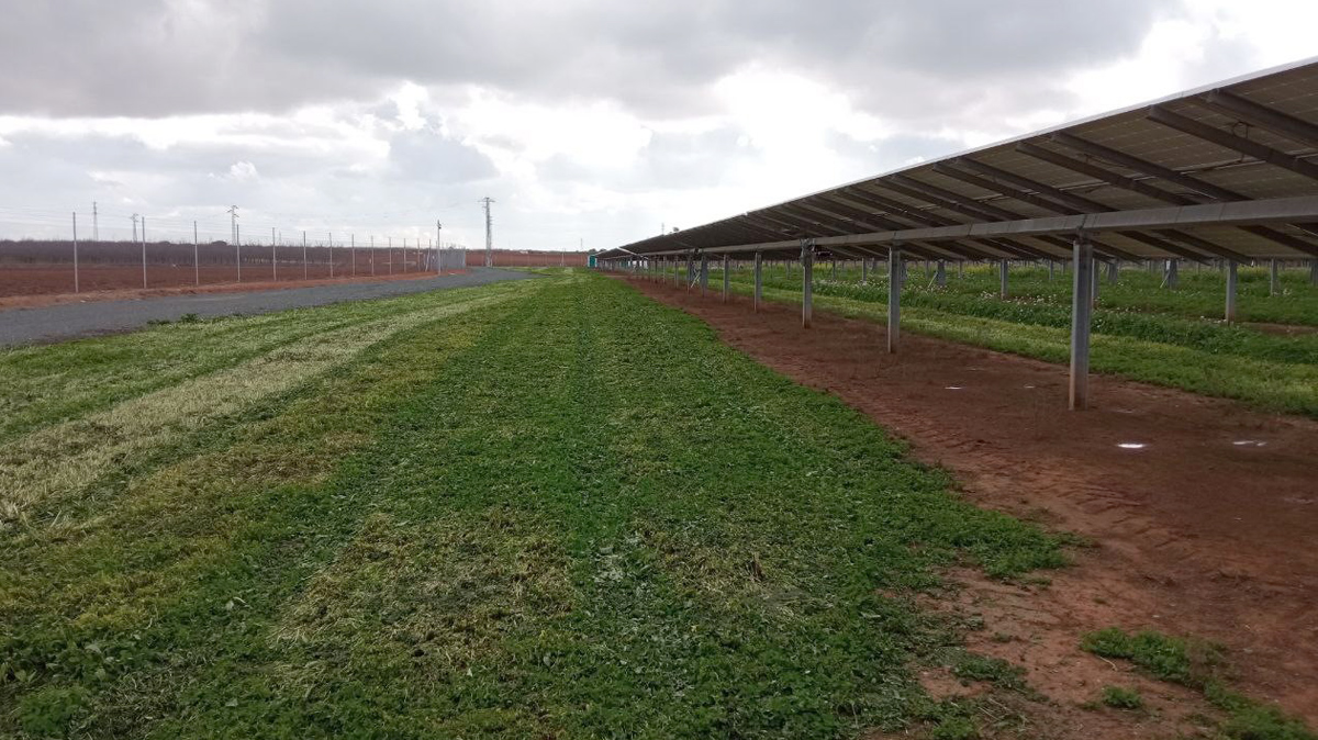 valleinferior's tweet photo. Realizada la primera siega de esta campaña a la cubierta #vegetal de nuestra planta de #energia solar #fotovoltaica, lo que nos constata sus beneficios a la hora de aumentar la capacidad de infiltración del suelo y reducir los encharcamientos. https://t.co/9uHS6ZBN9a #regadio https://t.co/6oWbP9Mz0W