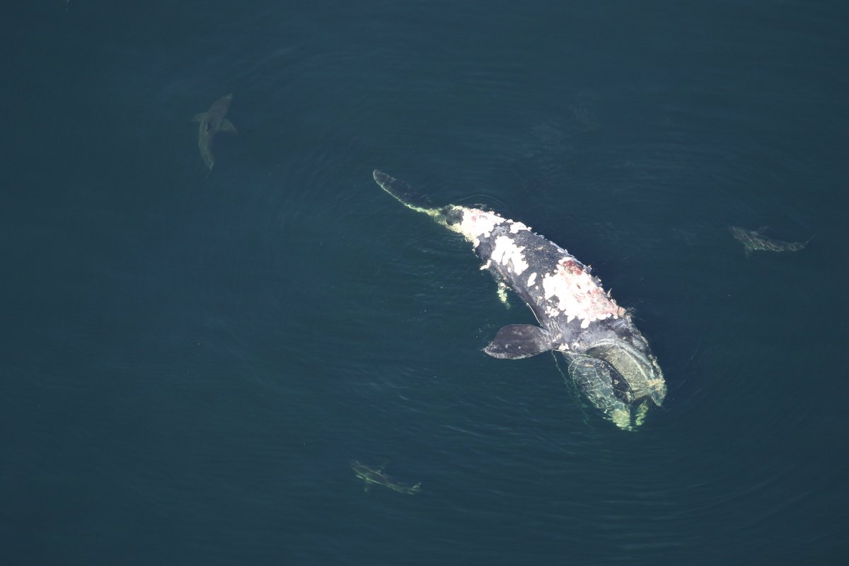 davabel's tweet image. Some grisly images of the severely entangled #rightwhale known as Cottontail, which was found dead last weekend off the coast of South Carolina. In this image, great white sharks circle the carcass.