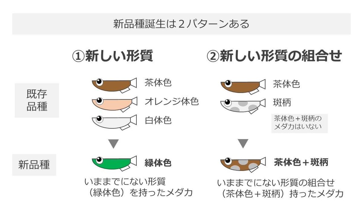 めだかの館 めだか村 メダカ用語について 簡単にまとめました 興味がある方はぜひ T Co P6eapx07d2 ご意見お待ちしております