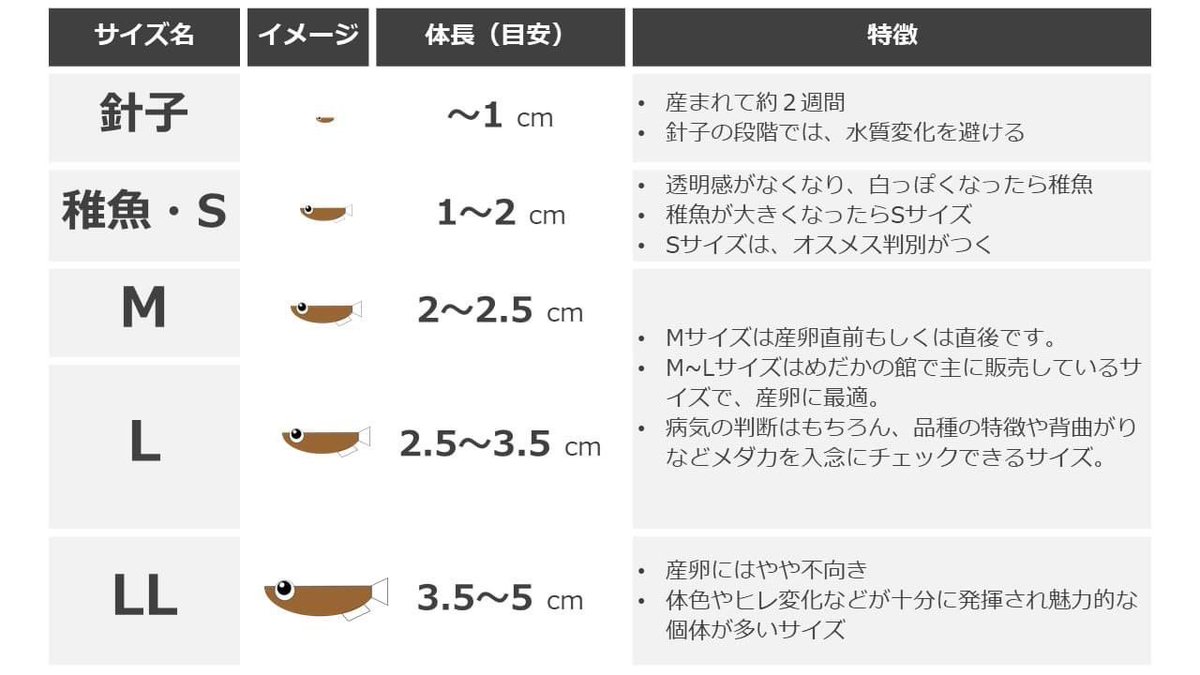 Hideboh Medaka Hideboh Medaka Twitter