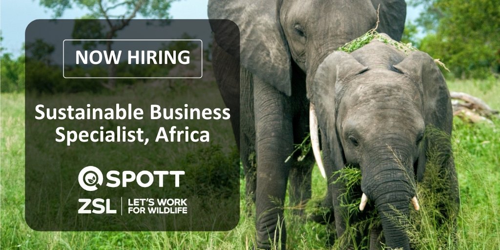 #NowHiring Help lead ZSL’s engagement with forestry and other commodity producers in the Congo Basin. Support outreach to companies assessed by the ZSL SPOTT transparency initiative. Apply by Sunday 7th March.

#jobs #sustainability #ClimateChange 

careers-zsl.icims.com/jobs/2617/sust…