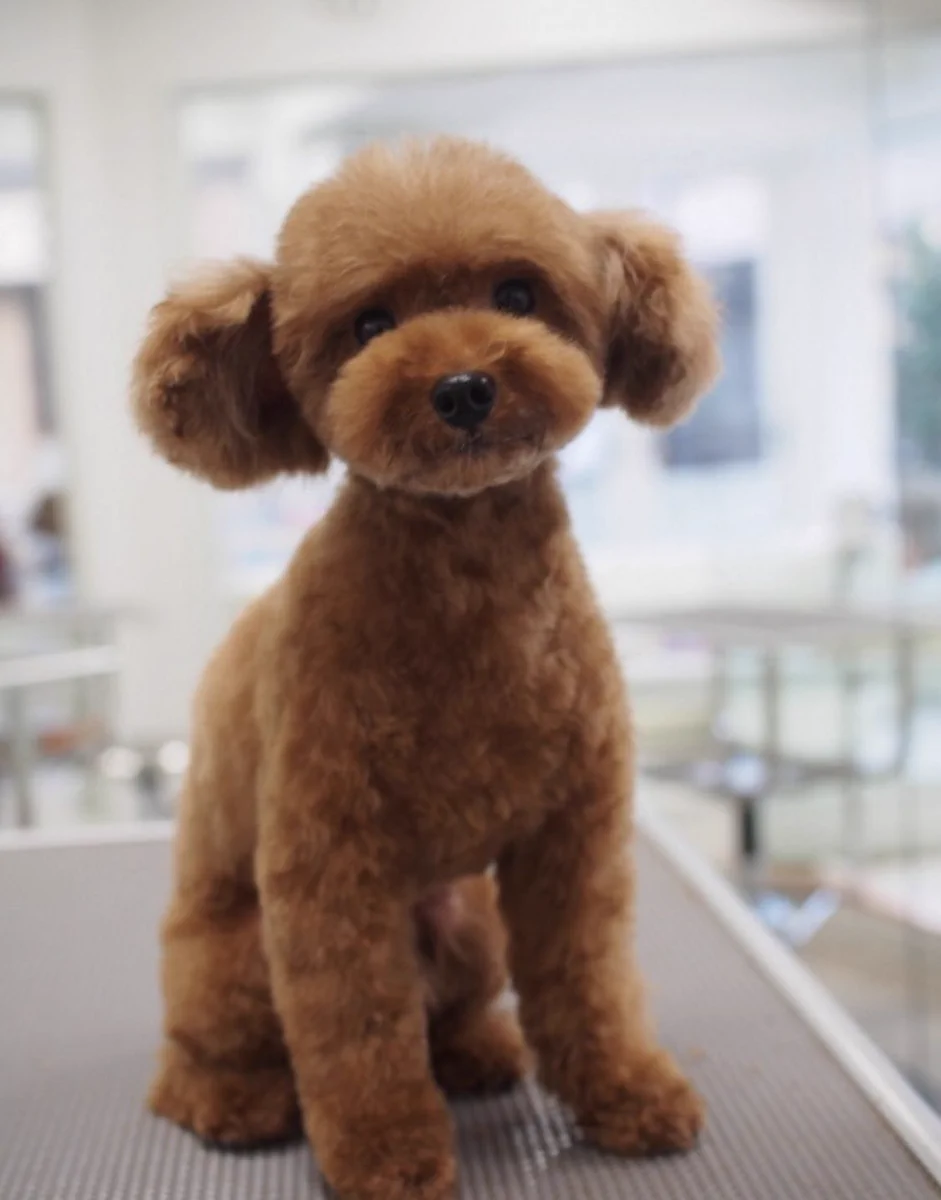 ヘアスタイルで印象って変わる…それは犬さんも同じ！トリミングから帰ってきたら誰だか分からないレベルにwww