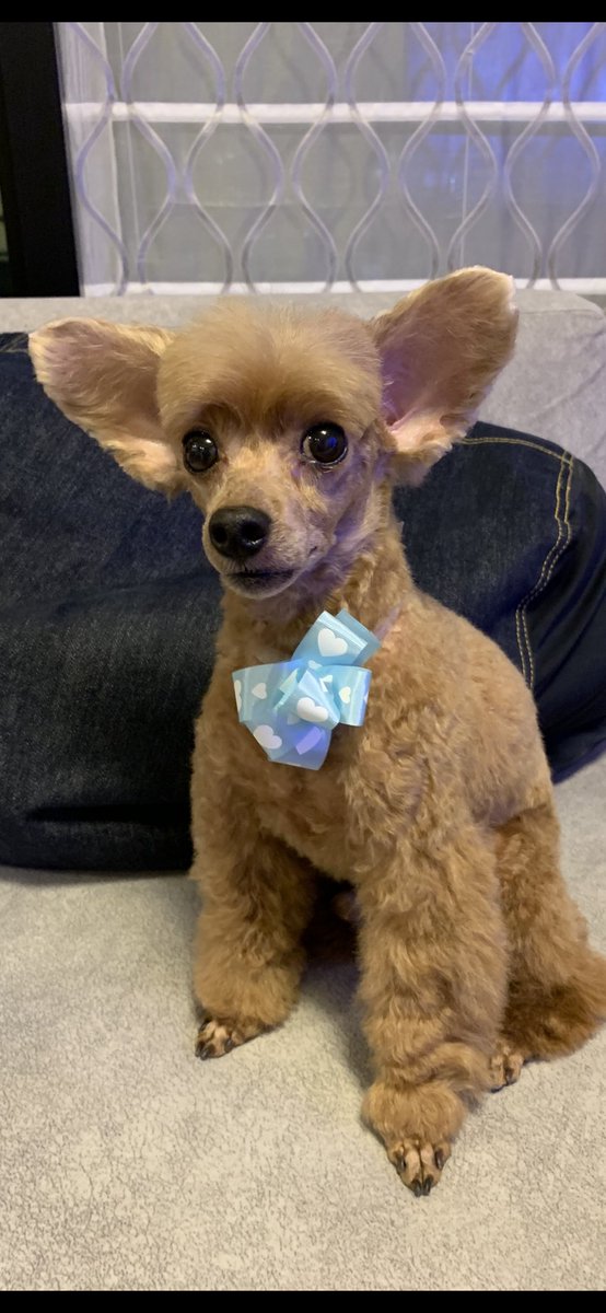 今回顔剃ってみますか というトリマーさんからの提案に乗ったら 飼っている犬がアリクイみたいになって帰ってきた Togetter 今回顔剃ってみますか というトリマーさんからの提案に乗ったら 飼っている犬がアリクイみたいになって帰ってきた Togetter