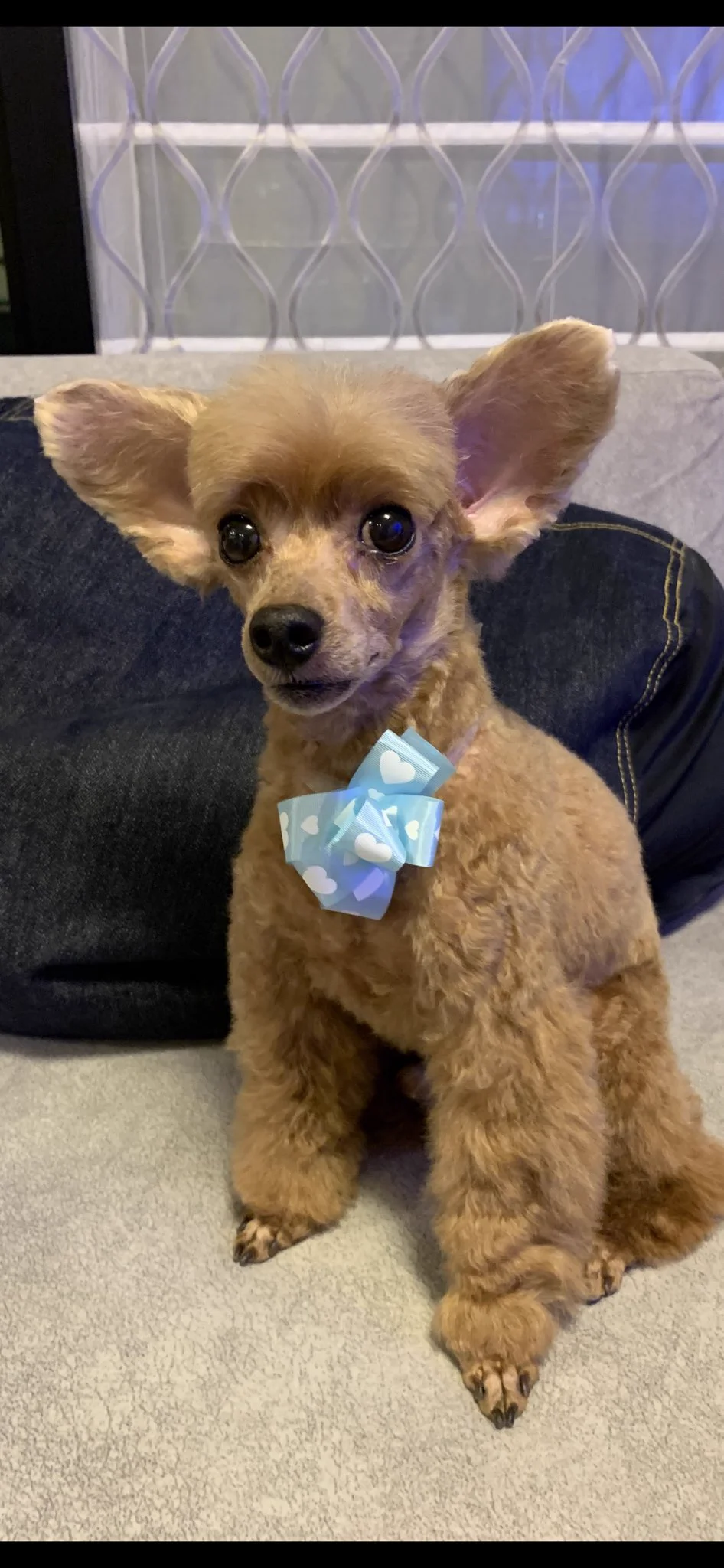 ヘアスタイルで印象って変わる…それは犬さんも同じ！トリミングから帰ってきたら誰だか分からないレベルにwww