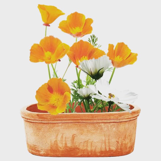 🌼 T R O U G H    T U E S D A Y  🌼 Spotted in the <a href="/guardian/">The Guardian</a> on Saturday in their Spring gardening special, courtesy of <a href="/heritagegardens/">Heritage Gardens UK Online Garden Centre</a> 🪴