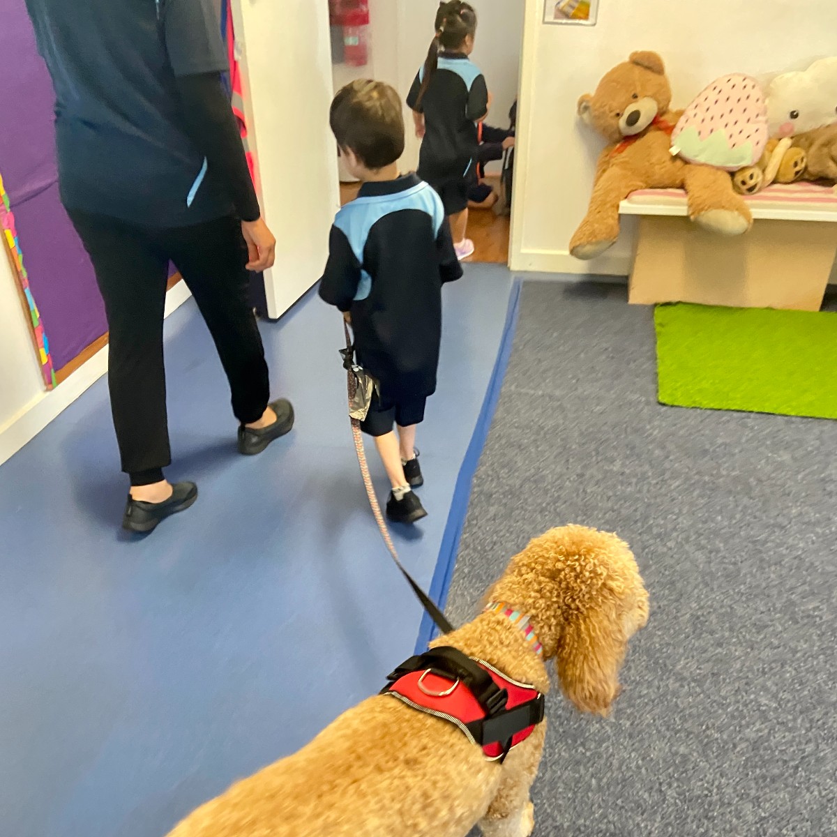 NSWEducation's tweet photo. Sade and Kindy go hand-in-hand! 💁‍♂️🐕 

Therapy dog Sade from @LansvaleEast loves to help out in class. 

#DogsofDoE #LoveWhereYouLearn https://t.co/yOUEIyNv8g