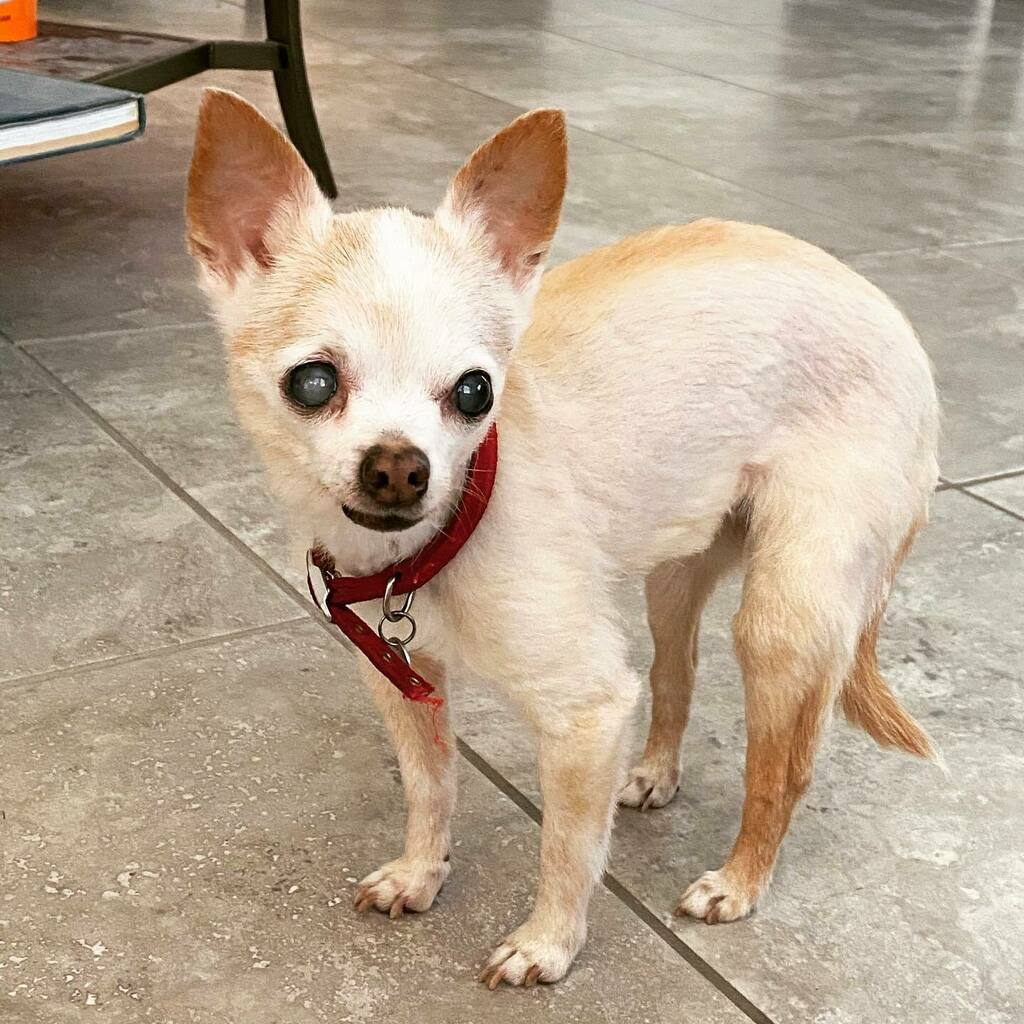 blakesteck's tweet photo. You know your dog is old when you’re excited after she legit passes out on the living room floor and is unresponsive for a solid 120 seconds, then pulls a hard reboot, jumps up and finishes her breakfast and then takes a dump on the kitchen floor because… https://t.co/agKNYEPQrr https://t.co/ZL6HTMTVte