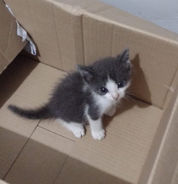 biiinasc's tweet photo. meu gato crescendo de acordo com o tempo; a thread https://t.co/RvAB4ZY8Vr