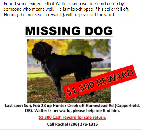 Walter was last seen Sun, 2/28 up Hunter Creek off Homestead Road (Copperfield, OR) #HellsCanyon #BakerCounty #Halfway #Oregon #hessgrade #lostdog