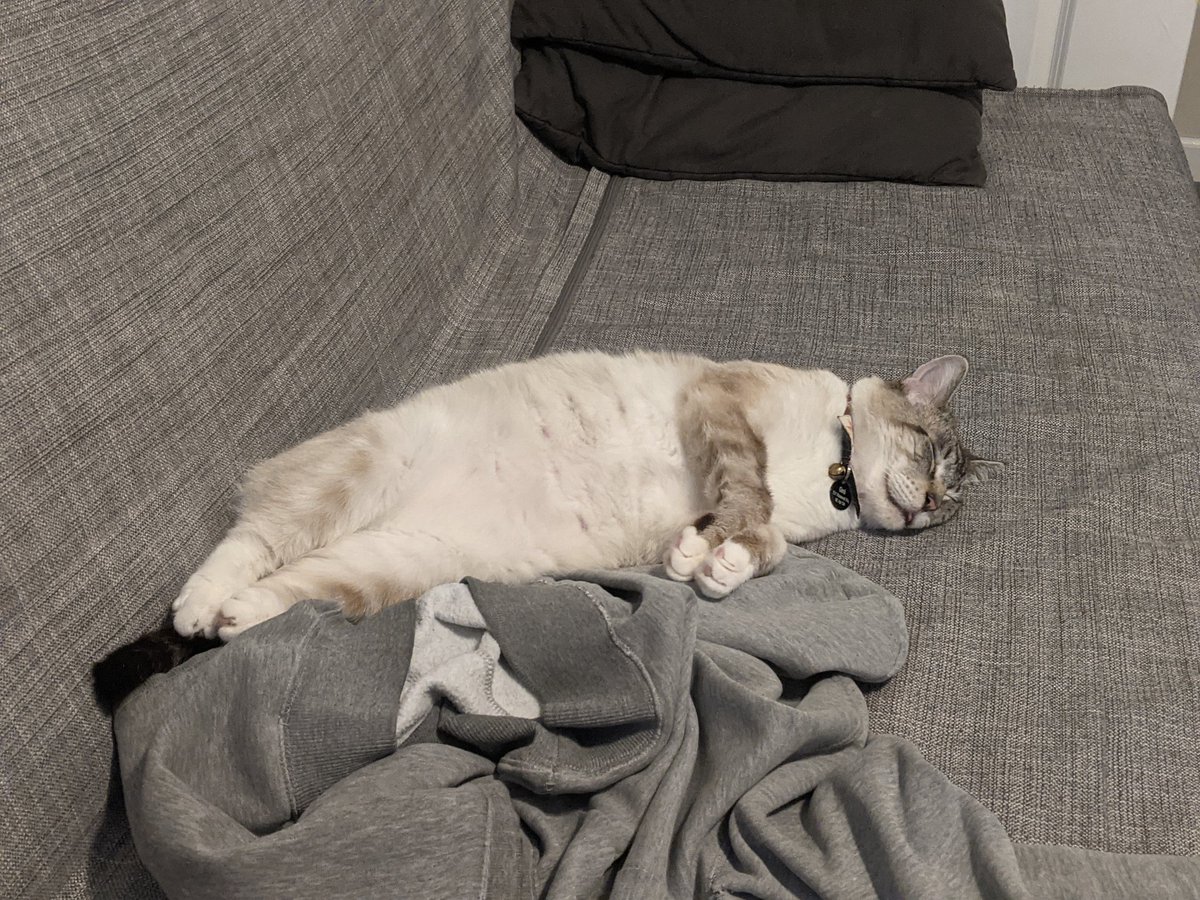 Sebastian Alvis tweet media