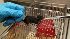 UZH-Forscher Joseph Scarborough erhält den Young 3Rs Investigator Award 2020 von <a href="/Swiss3RCC/">Swiss 3R Competence Centre (3RCC)</a> für eine neue Methode, um Mäusen Pharmazeutika als gesüsste Lösung zu verabreichen. Das Wohlbefinden der Tiere wird besser - die Forschungsqualität auch. bit.ly/2NYoNaC <a href="/meyer_uzh/">Meyer Lab UZH</a>