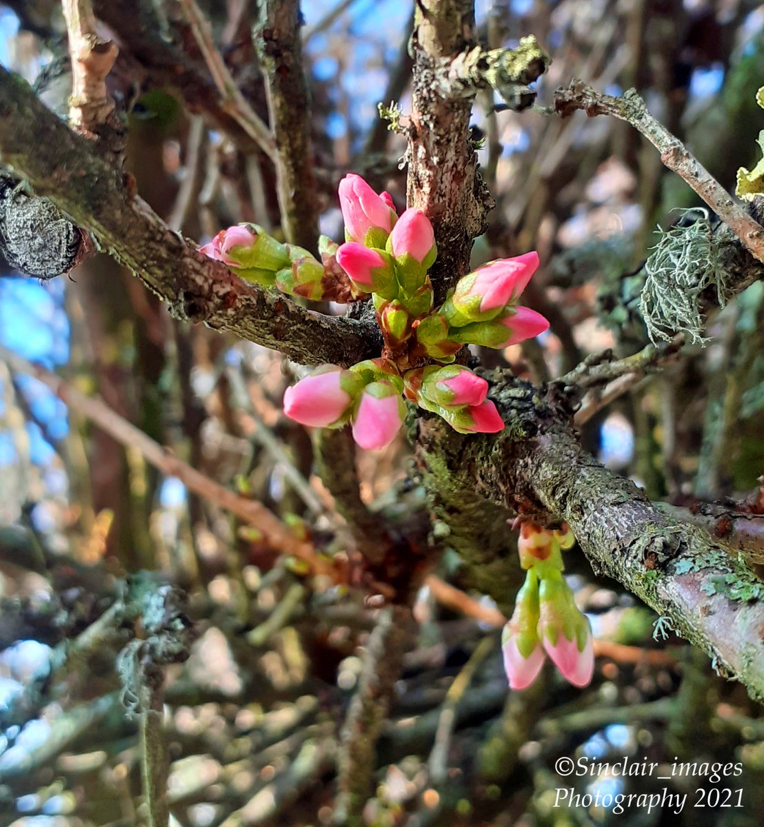 2nd March another lovely day in Inveraray <a href="/princesssandi07/">Sandra Clarke</a> <a href="/inveraray/">Inveraray Argyll</a> @loveinveraray <a href="/Argyll_IslesApp/">Argyll and the Isles</a> <a href="/HeartofArgyll/">Heart of Argyll</a> <a href="/secret_coast/">Argyll's Secret Coast</a> <a href="/FyneSeatours/">Fyne Seatours</a> <a href="/seafarioban/">Seafari Adventures</a>