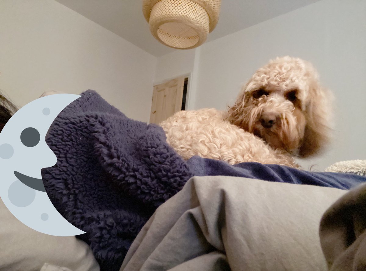 lilymoocockapoo's tweet image. How I help the Assistant sleep during the day, before a night shift... clean myself whilst sitting on top of her😆