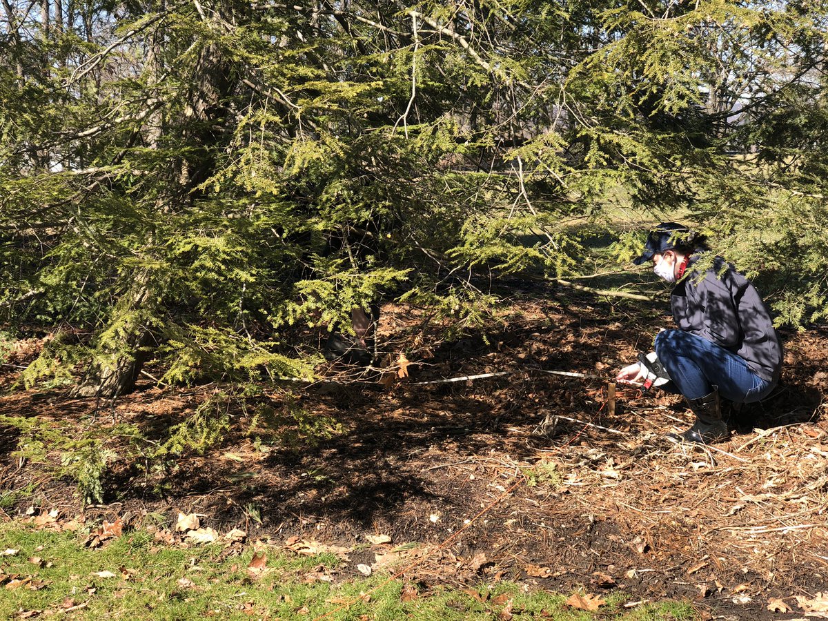 landscape_ohio's tweet photo. Look close to see students starting the process of getting string lines through the trees! Next week? Shooting the grade. #ohiostateATI #CFAESWooster #landscapeclass #estimatingandbidding https://t.co/adP4QGeHa0