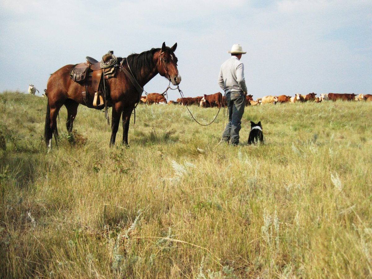 Interesting study out of the University of Calgary <a href="/policy_school/">School of Public Policy</a> on COVID support for the beef industry.

policyschool.ca/wp-content/upl…