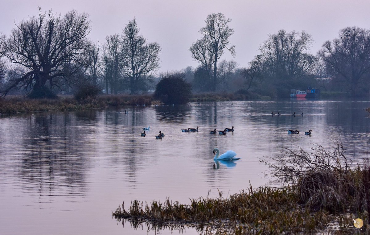 VeronicaJoPo's tweet photo. It has been a busy day finalising and posting my letters today, but I squeezed in a walk along the river. It was lovely and the Swans are protecting their areas. 

#elycountrypark #swans #aletterforyou #dailywalks 

https://t.co/L2PRkIJBTc https://t.co/6SSd8hxL71
