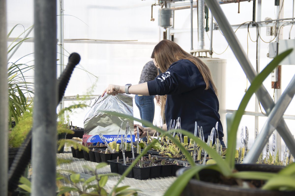 Juniors, Meghan Essink and Erin Sayre are working diligently together to complete a lab in their Plant Propagation course. The lab consists of a precise incision on the plant stem, then using soil and tin foil to wrap up the cut finishing out the lab. Photos by MaryAnn Johnson