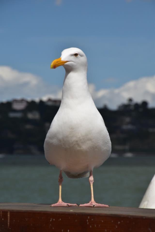 GabertsWorld's tweet photo. This was one crazy seagull that loved Irish coffee!! #thetridentsausalito #California #sausalito https://t.co/XDE6QZcWtA
