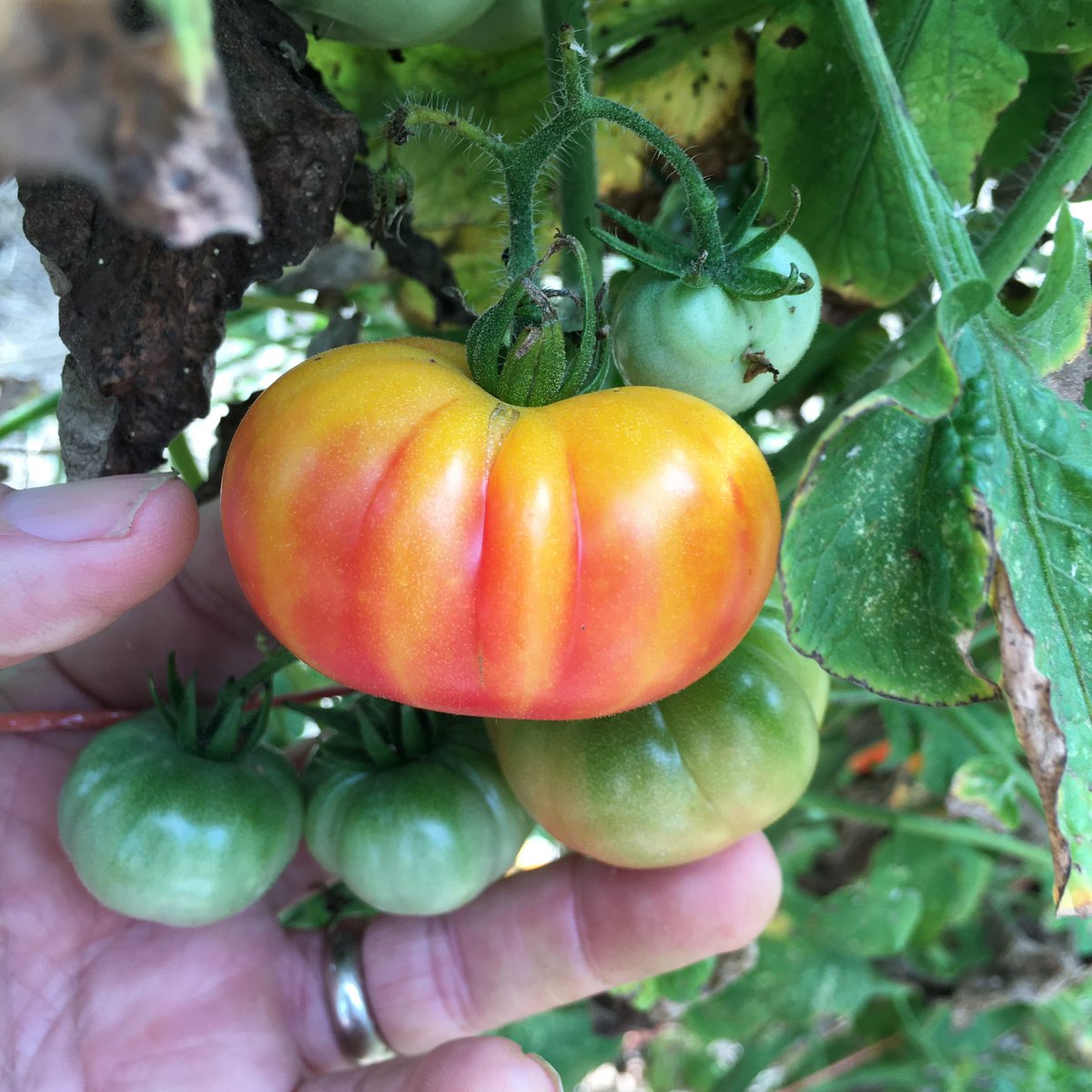 kctomato's tweet photo. Nice bit of plant breeding serendipity. This line almost didn’t get planted but became a replacement for another that didn’t make it (cutworms/deer/lethal mutation). Nice expression of sherry gene into larger fruit background. #SomethingGoodFrom2020 https://t.co/XPhpZM2Cas