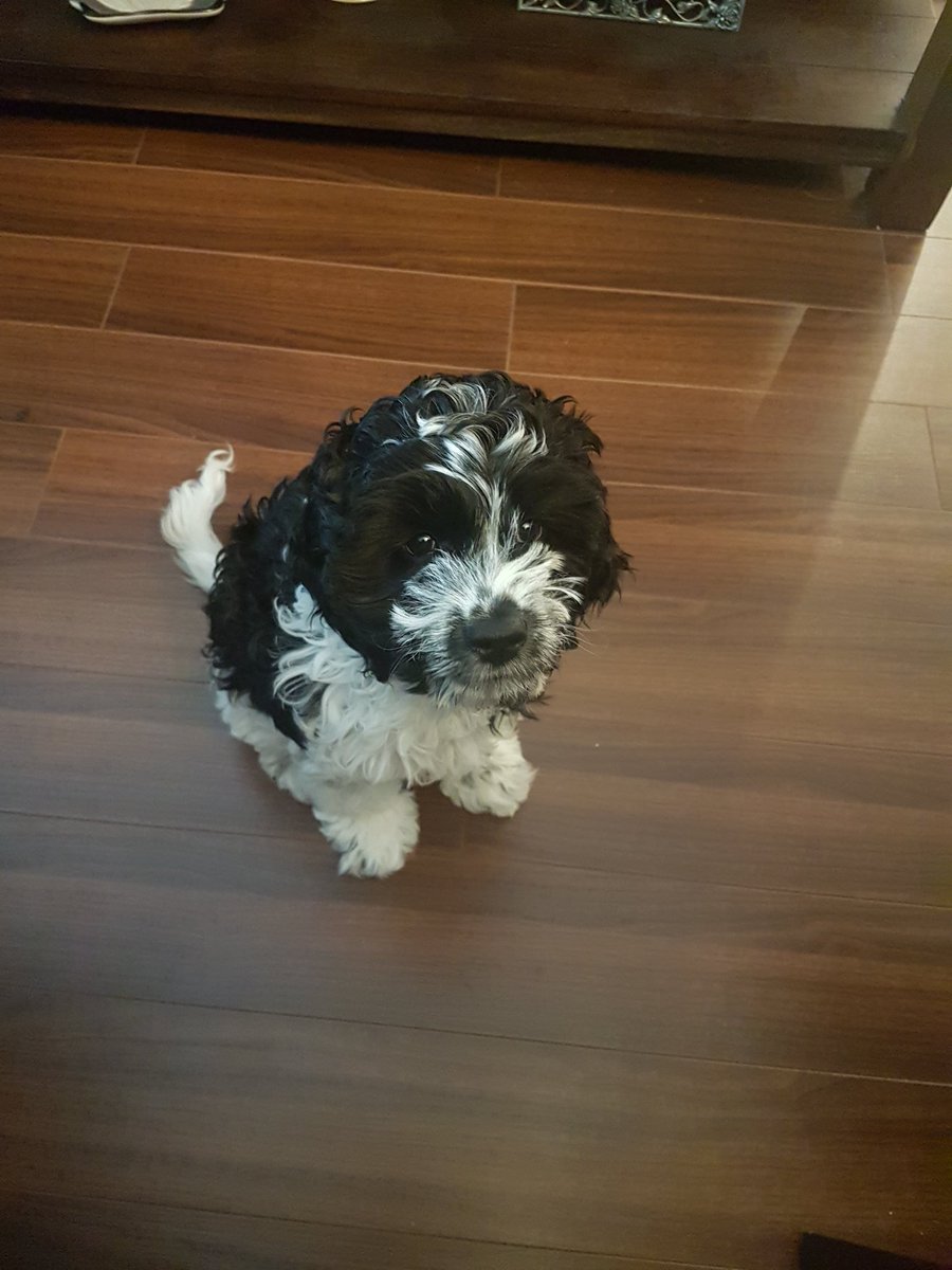 michy_53's tweet photo. @ScottFoxonair Our cockapoo puppy Tucker looks similar but only 10 lbs! https://t.co/spVyJTqzSE