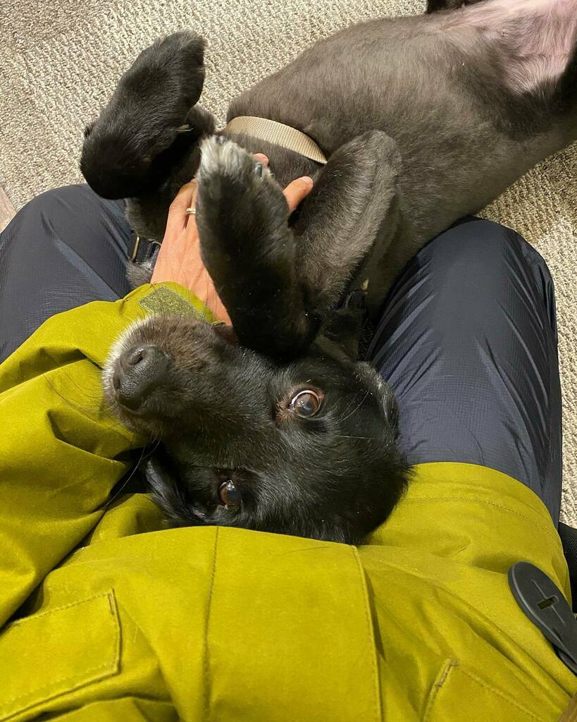 Post-walk belly rooobs are mandatory 🥰 #vanpetcare instagr.am/p/CL7VJYAB7Rm/