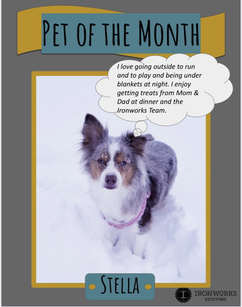 Meet Stella! Our March Pet of the Month!