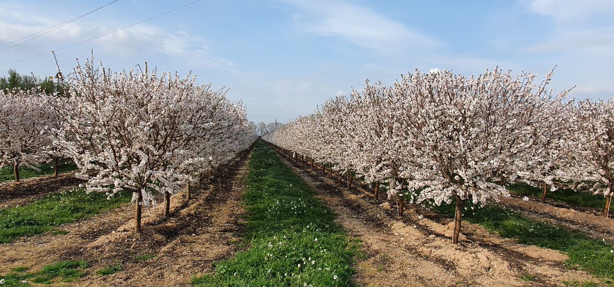 iglesias_ignasi's tweet photo. Espectacular floración finca SPV de Soleta/RootpacR de 24 meses de edad (2años) cerca de Lleida #md #almond #RootpacR
@rfruticultura 
@Agromillora_ https://t.co/wRiVb5ql1y
