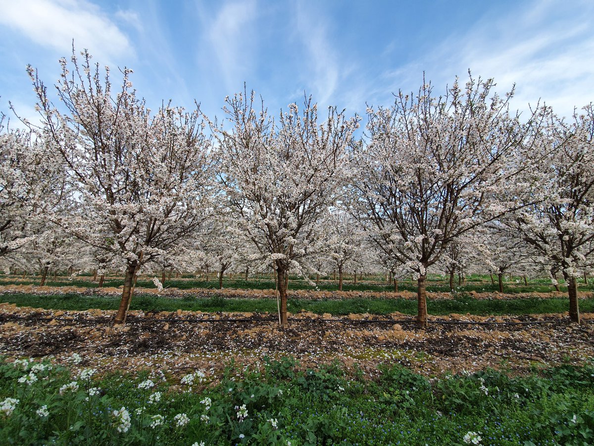 iglesias_ignasi's tweet photo. Espectacular floración finca SPV de Soleta/RootpacR de 24 meses de edad (2años) cerca de Lleida #md #almond #RootpacR
@rfruticultura 
@Agromillora_ https://t.co/wRiVb5ql1y