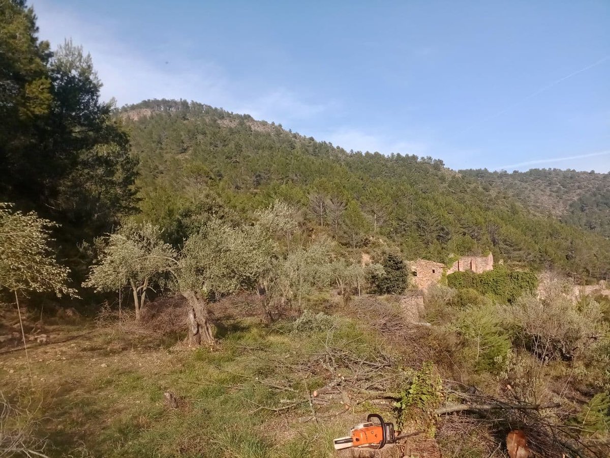 ConnectaNatura's tweet photo. Seguim en #MosaicsDeVida!
L'any passat començarem a recuperar la Roseta, desbrossant tota la finca i fent una poda per a recuperar les oliveres. Ara, ens encarreguem de trossejar peus de cirerer morts, per eliminar material combustible i reduir el risc d'incendi. https://t.co/68jRSXawIx