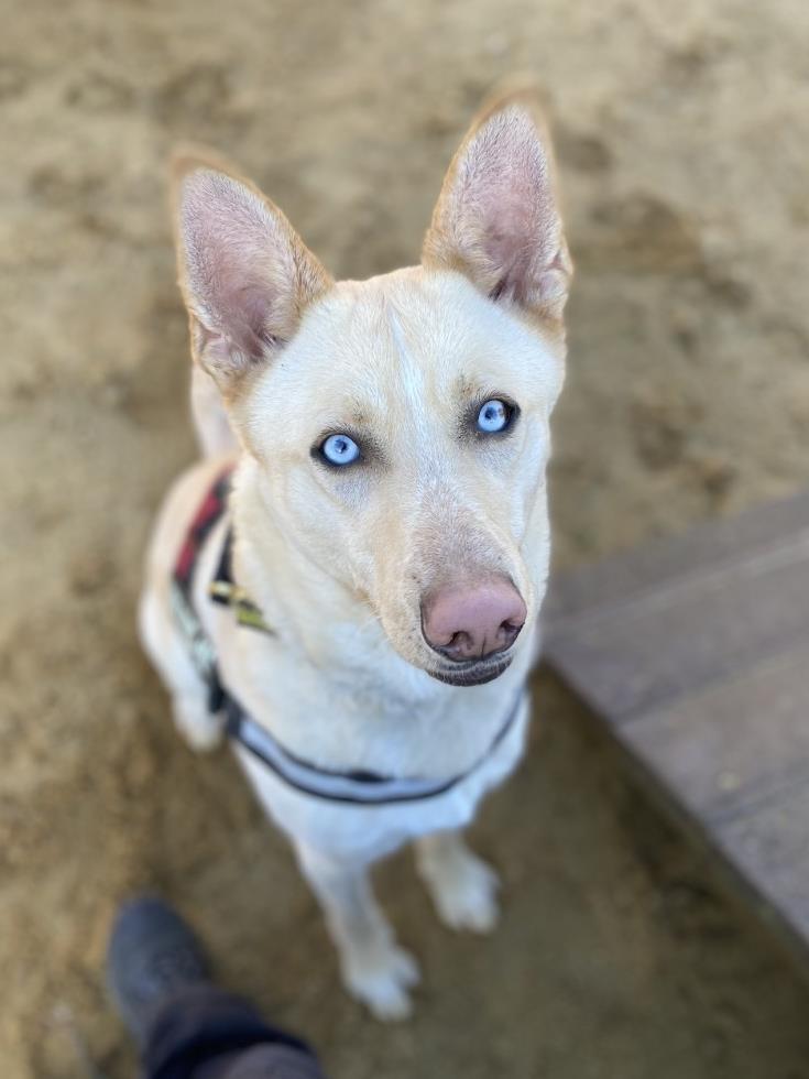 AdoptionsUk's tweet photo. Please retweet to help Nuggett find a home #WILTSHIRE

Husky Cross aged 2, looking for quiet adult home, calm walks, likes dog pals out but best as only pet initially, likes toys and play in a garden, see details, please share?👇

https://t.co/Ut9R6S6cvG

#dogs #animals #pets https://t.co/ogmJ3yA6PS
