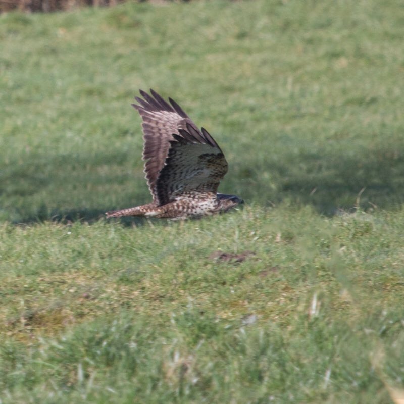 Large bird in tree spotted from #kitchenwindow guessing its a buzzard .. #rspb #birdwatch #TimeToStandAndStare