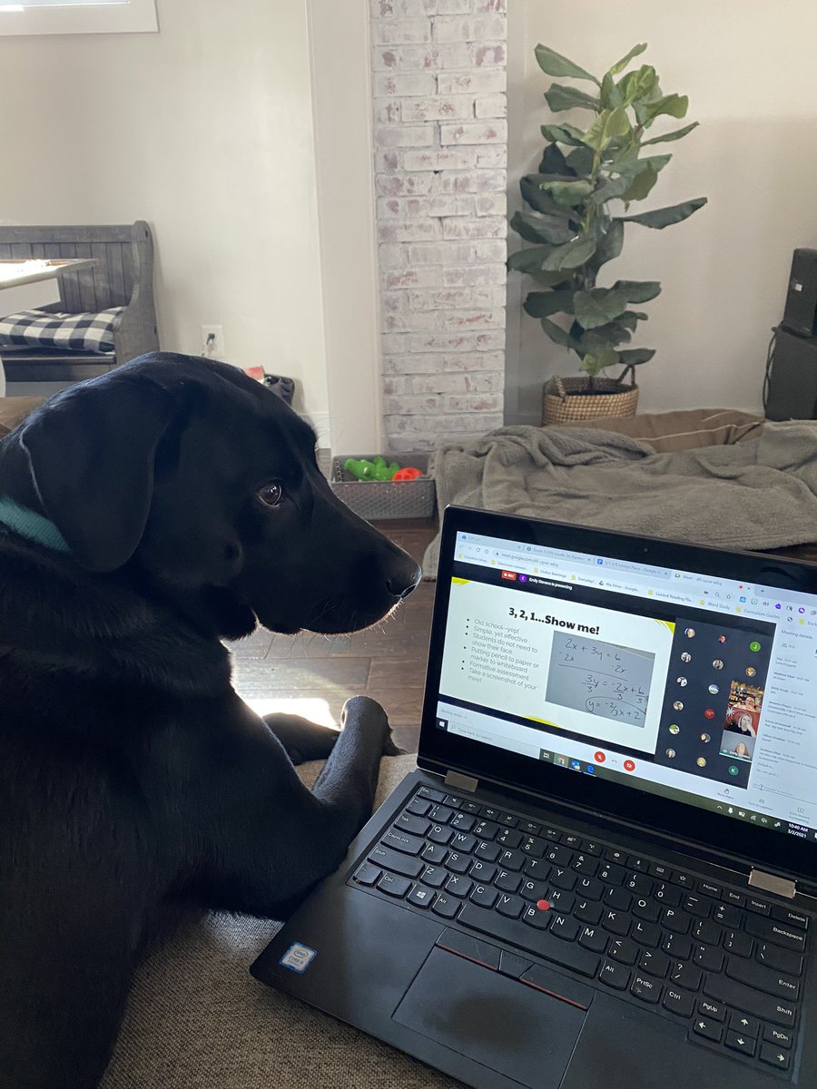 MrsWeaver_first's tweet photo. Posey is participating in some professional development today too! #loudounlearns https://t.co/XiprIh9171