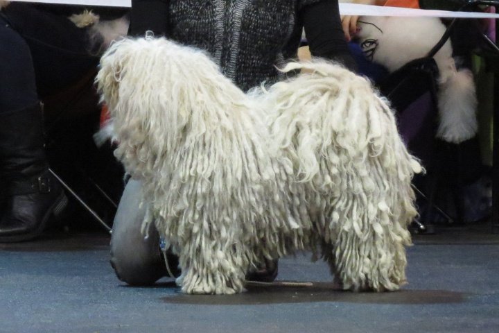 eupamme's tweet image. Vamos de #BioQuiz de raças de cães? Logo no finalzinho vai ter o gabarito!

Bora começar: