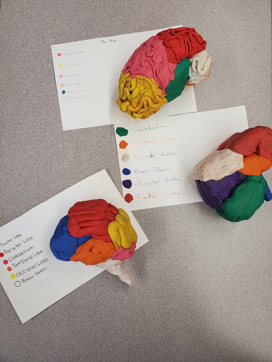 kseamone's tweet photo. #psych12 @ssrsblrhs are building brains today!! We love #neuroscience P-12! @SSRCE_NS Love this! #AEN #TI @desautels_phd Pillar #4! #studentsuccess #selfawareness #learning https://t.co/7ejddUalls