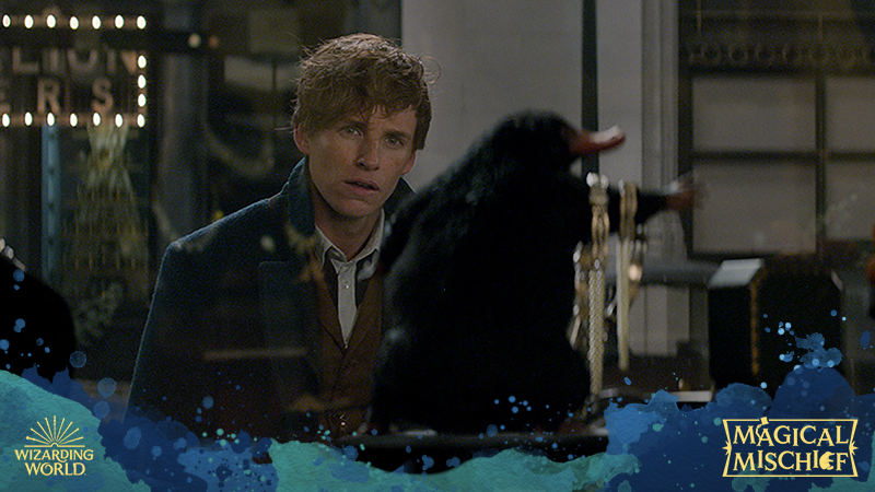 FantasticBeasts's tweet photo. Me: If I stay completely still he won't notice me. 

Also me: 

#MagicalMischief https://t.co/ndqORELiv9