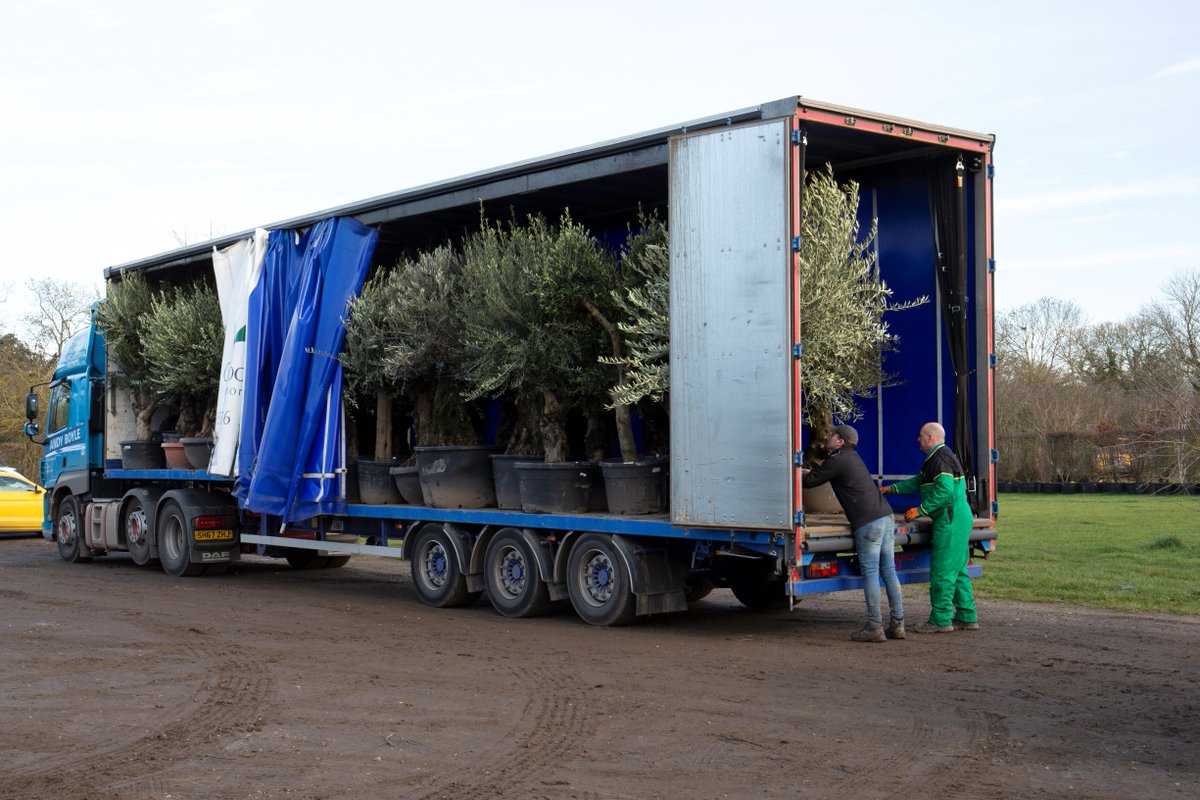 Butterworth Horticulture (@butterworthhort) on Twitter photo 🌳 We are thrilled to announce our collaboration with <a href="/VillaggioV/">Villaggio Verde</a> bringing you the first UK showroom for Villaggio's olive trees. You will soon be able to view their range in person at our showroom in Dorney. Updates on our opening to follow soon!
#olivetrees #gardendesign 🌳 We are thrilled to announce our collaboration with <a href="/VillaggioV/">Villaggio Verde</a> bringing you the first UK showroom for Villaggio's olive trees. You will soon be able to view their range in person at our showroom in Dorney. Updates on our opening to follow soon!
#olivetrees #gardendesign
