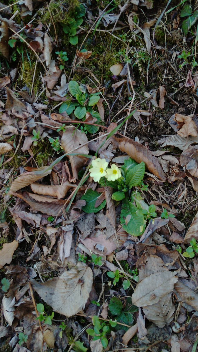 FireAntsStudios's tweet photo. It's finally springtime so tiny flowers are sprouting near my house:

Primula vulgaris gang  or  Hepatica nobilis clan

choose right or I will make you hear the early version of #deathless 's soundtrack🔫

#spring #Flowers #botany #gamedev #biology #Threat #gardens #nature #smol https://t.co/Moxy07SDH5