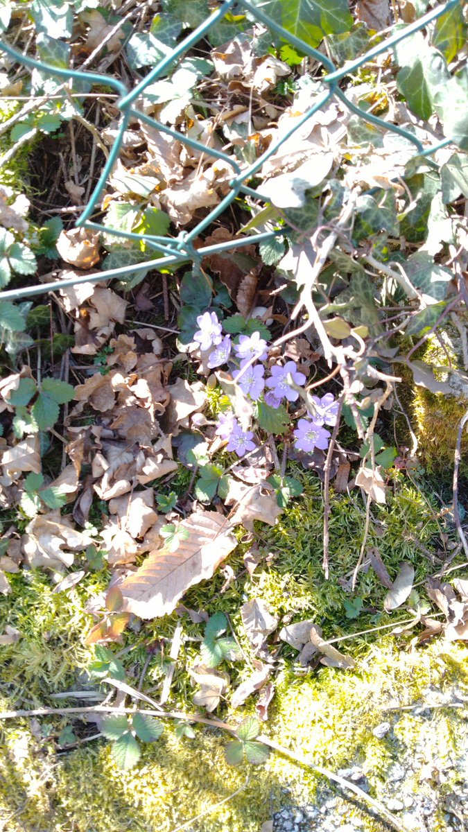 FireAntsStudios's tweet photo. It's finally springtime so tiny flowers are sprouting near my house:

Primula vulgaris gang  or  Hepatica nobilis clan

choose right or I will make you hear the early version of #deathless 's soundtrack🔫

#spring #Flowers #botany #gamedev #biology #Threat #gardens #nature #smol https://t.co/Moxy07SDH5