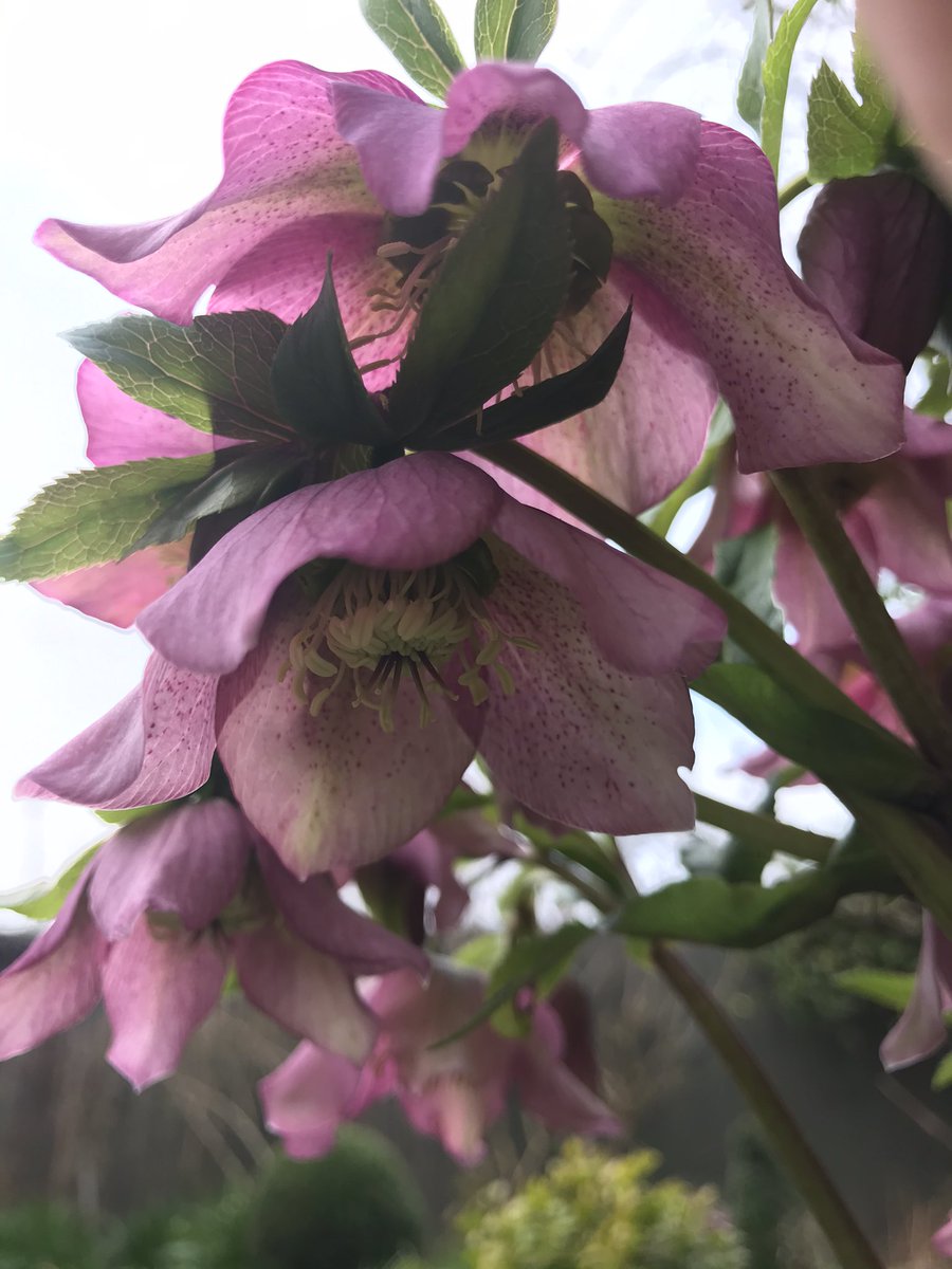 Spring garden cheer.