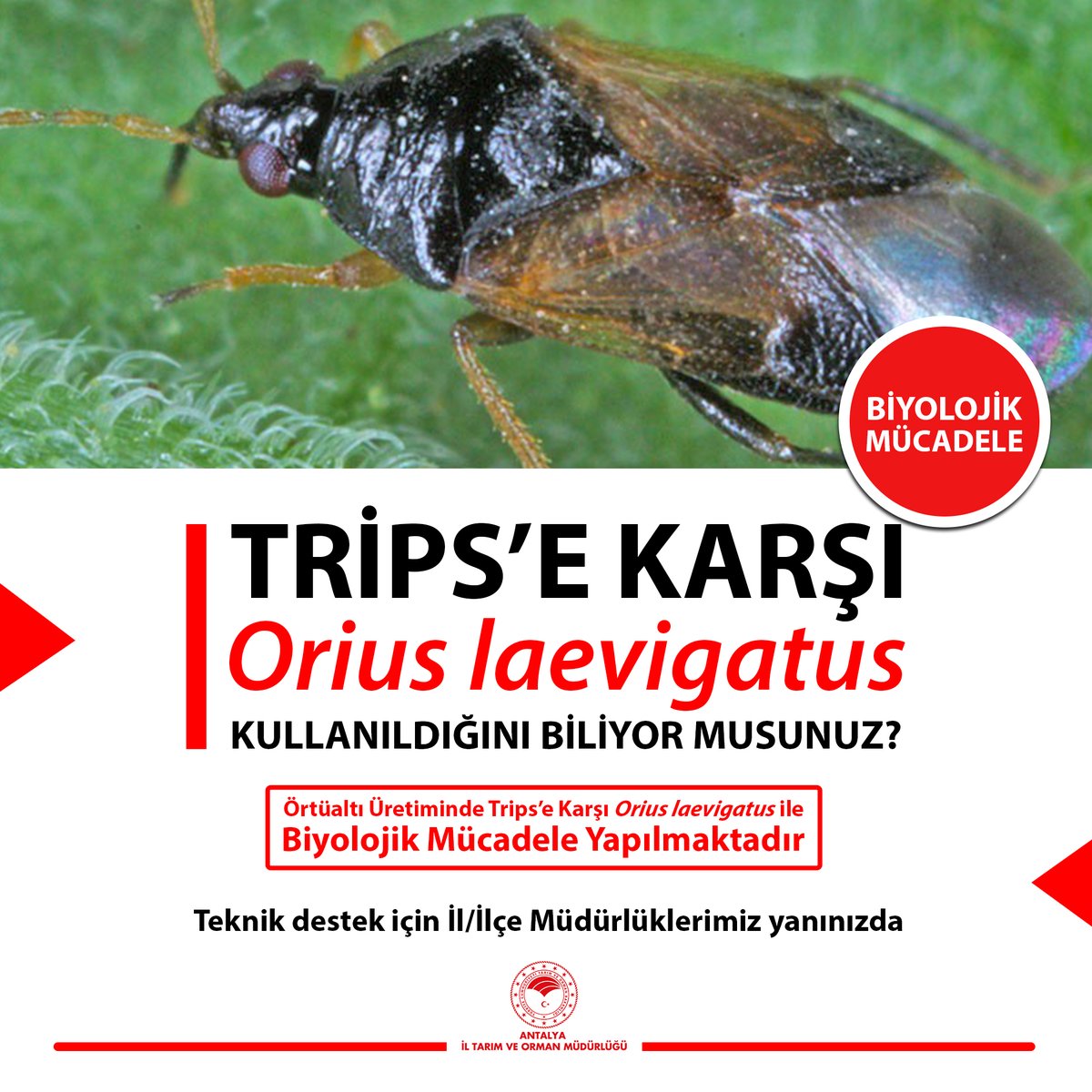 BiotedTr's tweet photo. #Biyolojikmücadele, zararlıların popülasyonlarını düşürmek için popülasyonlarını düşürecek diğer canlıların kullanılmasıdır. Örtüaltı üretimde #trips zararlısına karşı #Orius laevigatus ile biyolojik mücadele yapılmaktadır. /@ANTALYA_TOM
...
@BiotedTr #biotedtr #bioted https://t.co/oN5HLwjszS