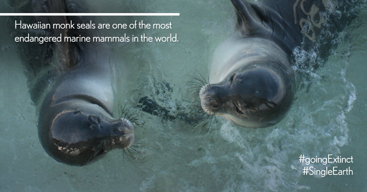 SingleEarth1's tweet photo. Hawaiian monk seals 🦭 are #goingExtinct. They're one of the most endangered marine mammals in the world and their population is still declining. Most of their threats are climate change related. 💔 #ClimateEmergency https://t.co/NW24jgLSww