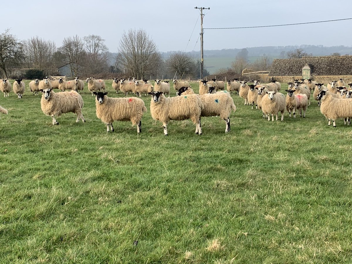 Charlotte Powell tweet media