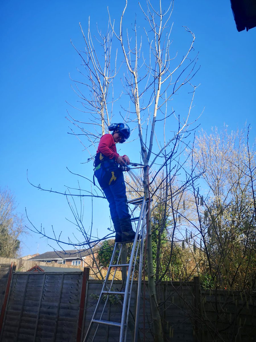 PrimaryTreeSurg's tweet image. #Workexperience student OB is getting some useful practice working at height in his harness, working with a handsaw under TB’s close supervision #learnonthejob #treesurgeonintraining #treesurgeons #treesurgery