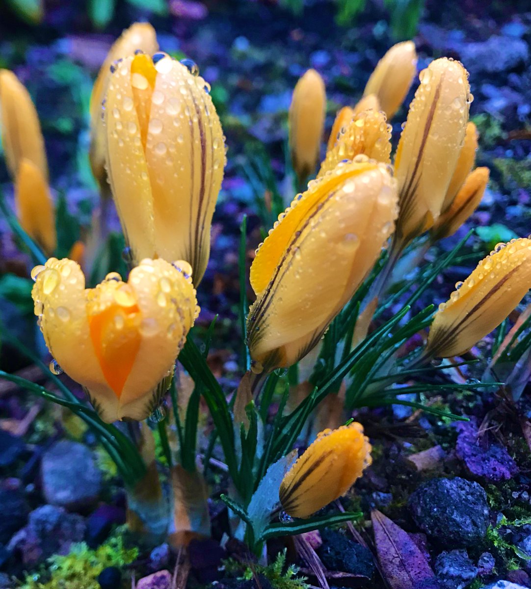 Spotted on my morning walk #spring #hope #thelittlethings