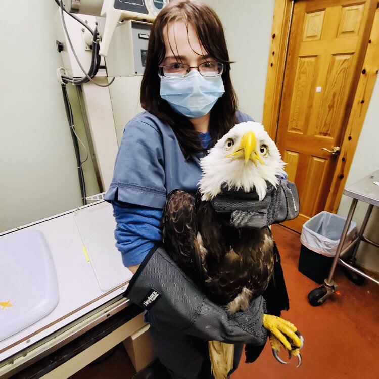 ACCAWV's tweet photo. Recently we admitted an emaciated bald eagle w neurologic signs (stumbling, difficulty balancing). He was recovered not far from the Ohio River. A blood test showed no lead toxicity; other tests are pending. Thank you to everyone involved in helping this gorgeous bird! https://t.co/rDz2MnGyuS