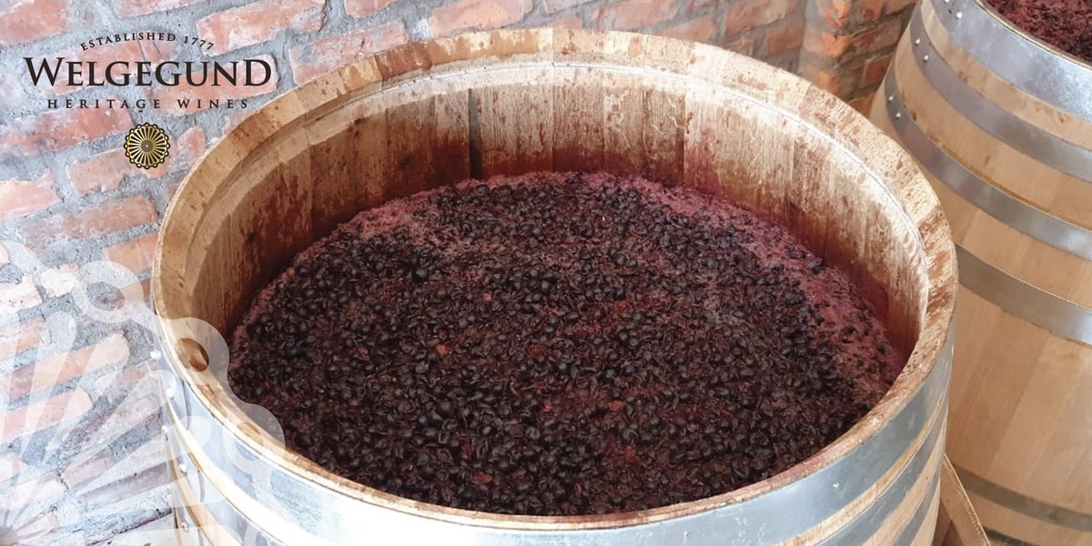 WelgegundWines's tweet photo. Our 2021 #GrenacheNoir harvest is undergoing barrel #fermentation, after the bunches have been de-stemmed and the berries slightly crushed. Fermentation in #barrels has the advantage of adding early wood integration, creating a wine with refined #tannins and a complex bouquet. https://t.co/BDrjfQcHFk