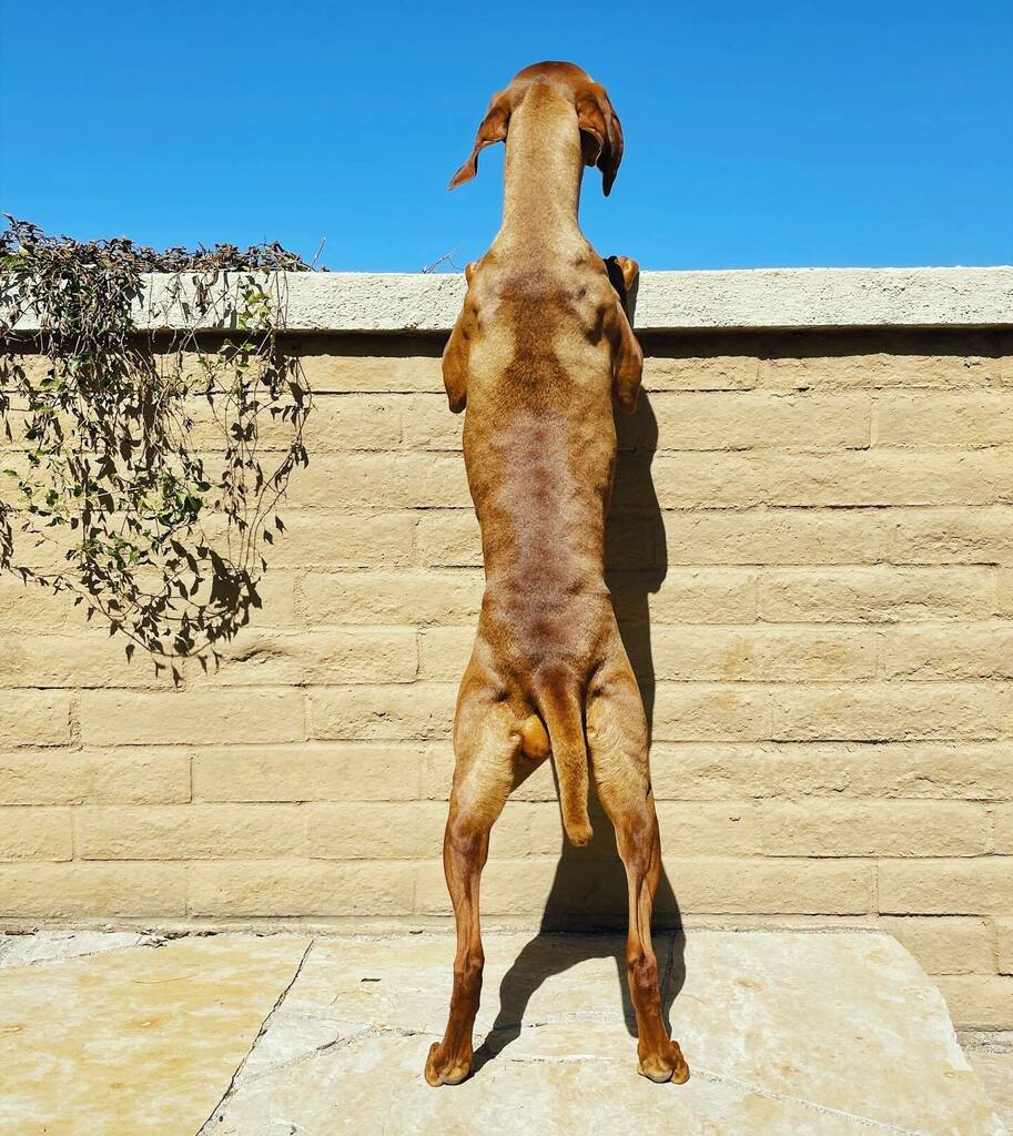 Taking in the view.
Tucson, AZ
US women’s MTB training camp shoot
-
#dog #views #vizsla instagr.am/p/CL7ApYzlH57/